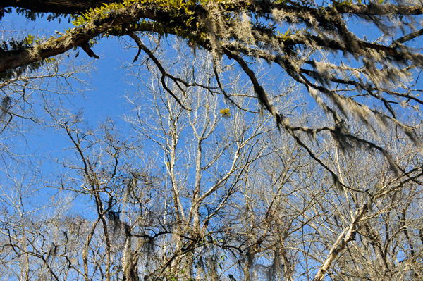 moss covered tree limb